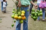 Feria agropecuaria en Tame, Arauca: Frutos de Tame